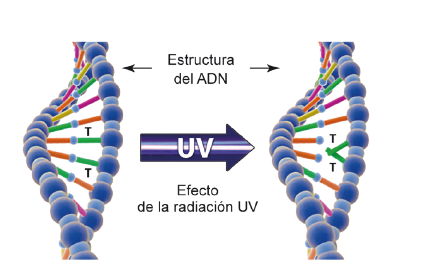 Efecto de inactivación del ADN de un microorganismo por exposición a luz ultravioleta